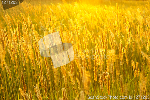 Image of Meadow grass in sunny haze