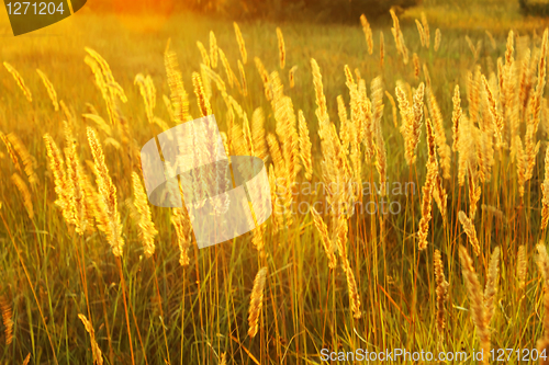 Image of Grass in sunny haze