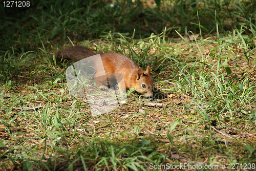 Image of Squirrel 