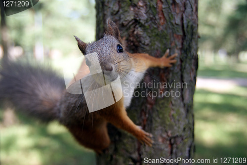 Image of Squirrel 