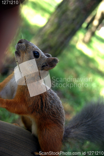 Image of Squirrel 