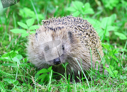 Image of Wild hedgehog