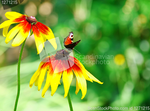 Image of Butterfly Inachis Io On Yellow Flower