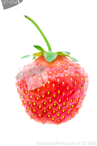 Image of Strawberry