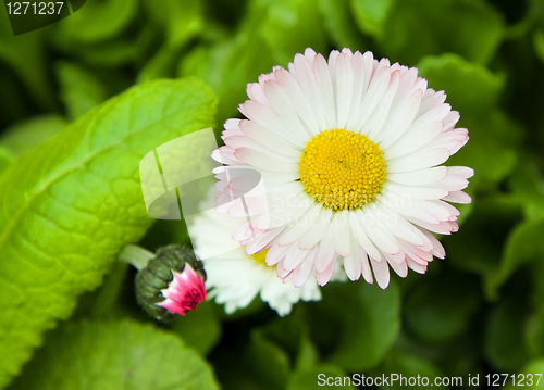 Image of Spring flowers