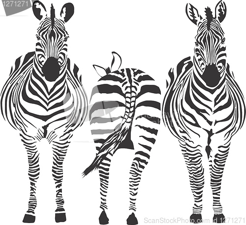 Image of Zebras