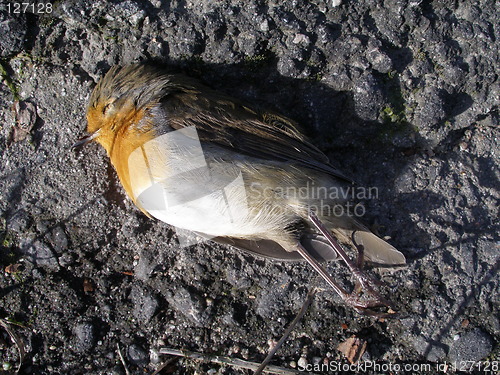 Image of Robin, roadkill