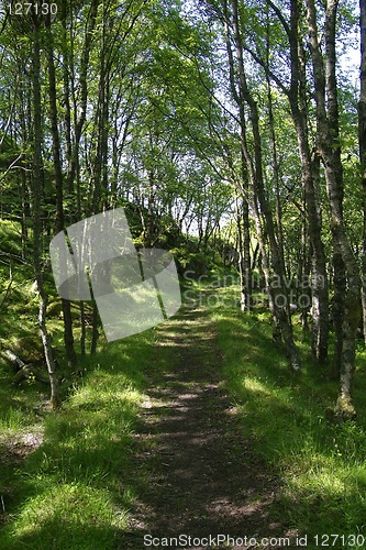 Image of Road through the forest