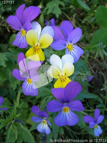 Image of Wild Pansy, Viola tricolor, Åkerstemorsblom
