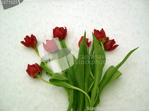Image of Red tulips in the snow