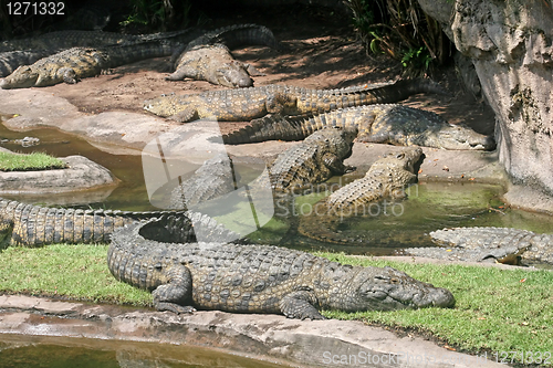 Image of Alligators