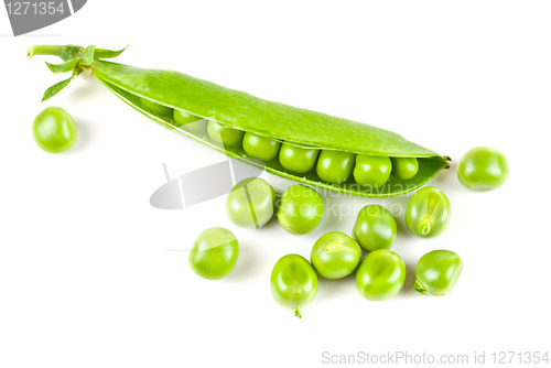 Image of Ripe pea