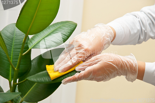 Image of cleaning ficus