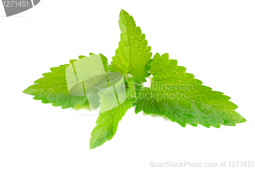 Image of Green fresh mint