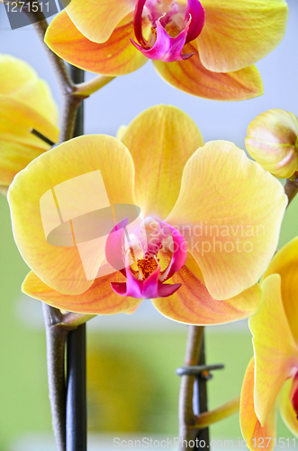 Image of yellow Orchid closeup