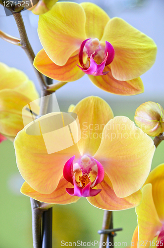 Image of yellow Orchid closeup