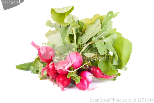 Image of Fresh radishes