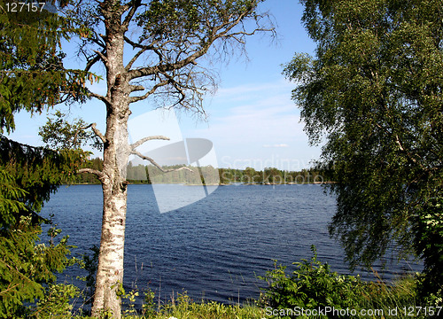 Image of Trees by lake Rømsjøen