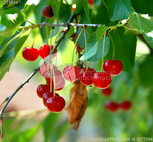 Image of Growing cherries