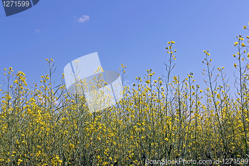 Image of Rapeseed flowers against blue sky