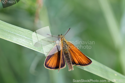 Image of Essex Skipper, Thymelicus lineola