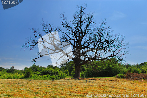 Image of Lonely dry tree