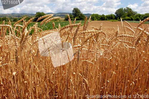 Image of Wheat field