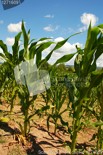 Image of Corn field