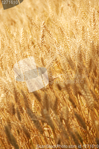 Image of Wheat field background