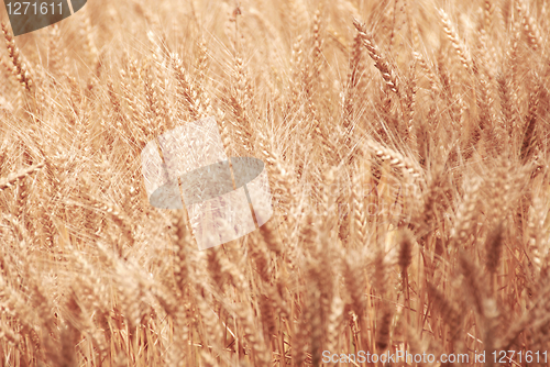 Image of Wheat field background