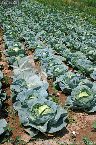 Image of Cabbage field