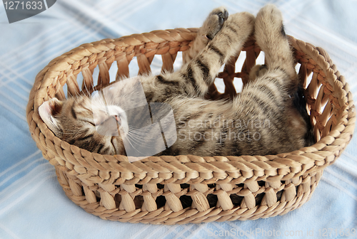 Image of Adorable kitty sleeping in basket
