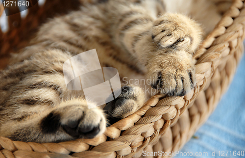 Image of Paws in basket