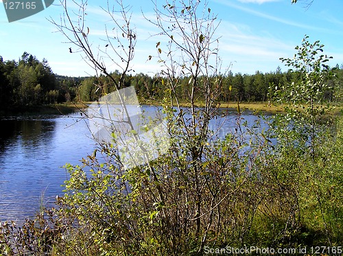 Image of Forest lake