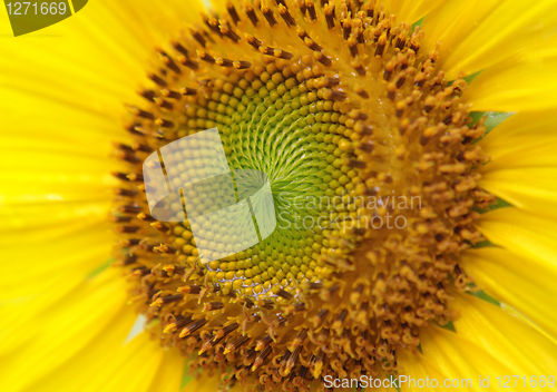 Image of Sunflower