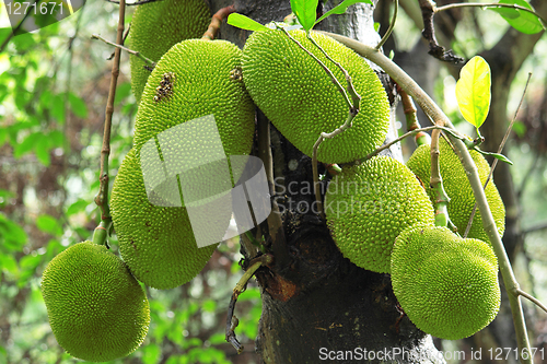 Image of tropical jackfruit 