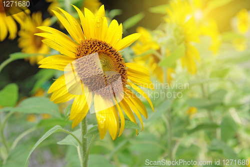 Image of Sunflower