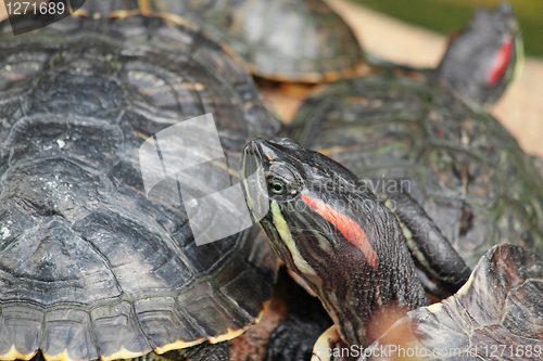 Image of tortoise sitting on stone 