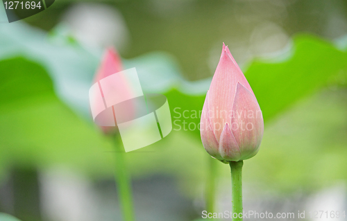 Image of Hindu Lotus 