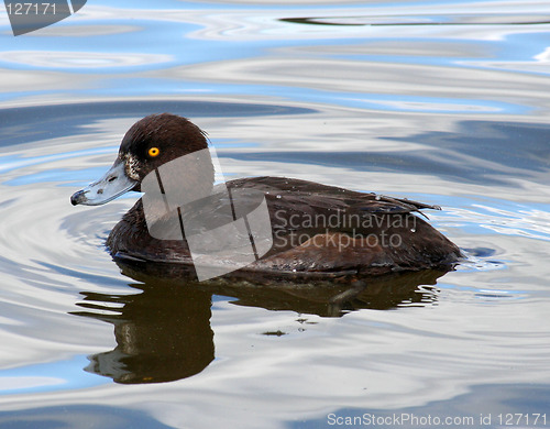 Image of Tufted duck (female)