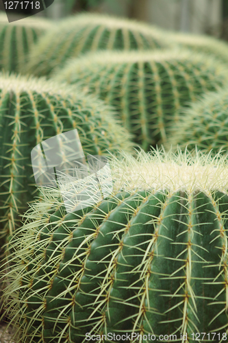 Image of Cactus of sphericity style grows in sand 