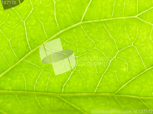 Image of Green leaf