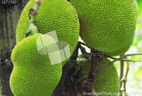 Image of tropical jackfruit 