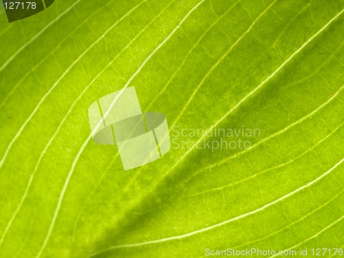 Image of Green leaf