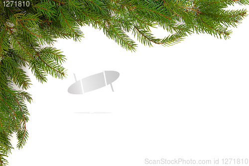Image of Spruce Pine Border