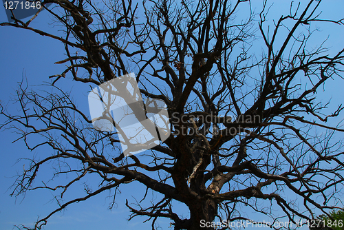 Image of Lonely dry tree branches