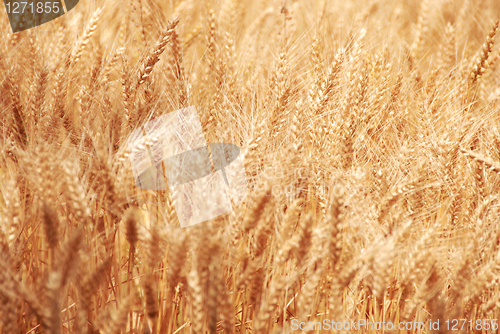 Image of Wheat field background