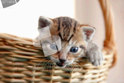 Image of Adorable kitty in basket