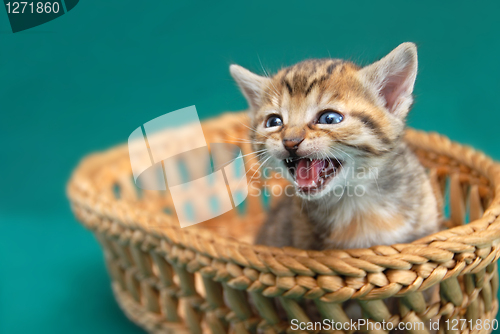 Image of Adorable kitty in basket