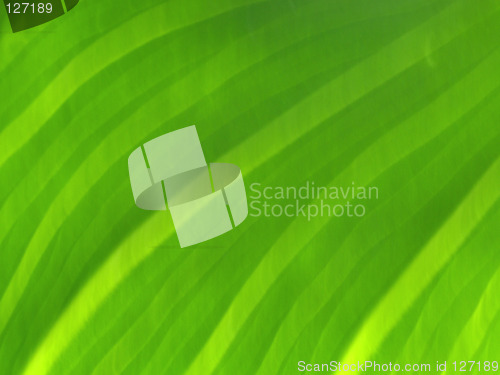 Image of Abstract green leaf